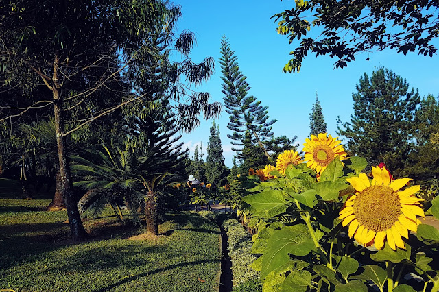 Sunflowers @ Taman Saujana HIjau, Putrajaya