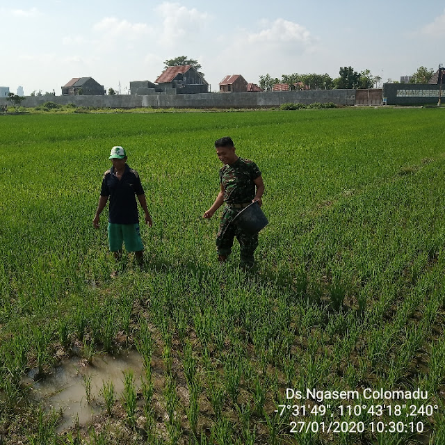 KodimKaranganyar - Serda Nuri Bantu Petani Melaksanakan Pemupukan Tanaman Padi