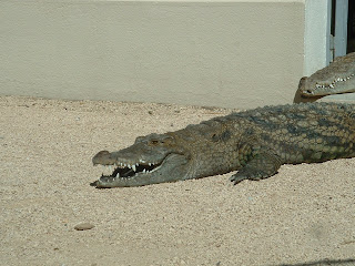 Un crocodile la gueule ouverte