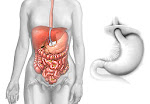 Illustration of the Digestive System