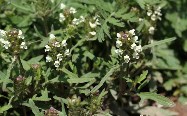 Prunella laciniata Flowers Pictures