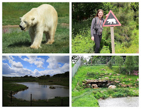 Polar bear enclosure collage