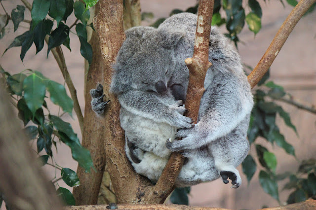 Koalas at the zoo