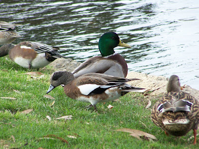 Mallard Ducks and American Wigeons at Tewinkle Park