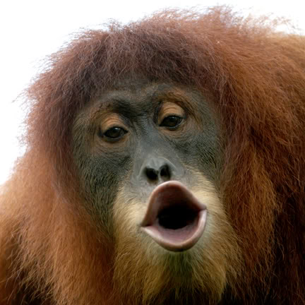 Ekspresi lucu  Monyet Funny Monkey s Expression 