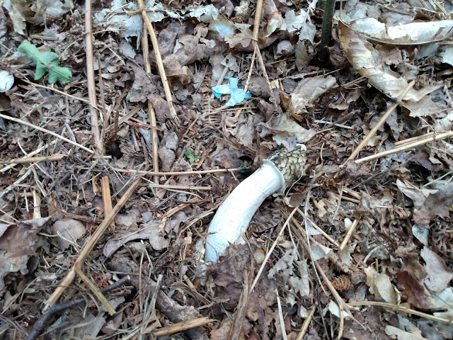 Stinkhorn, Sandringham (Phallus Impudicus)