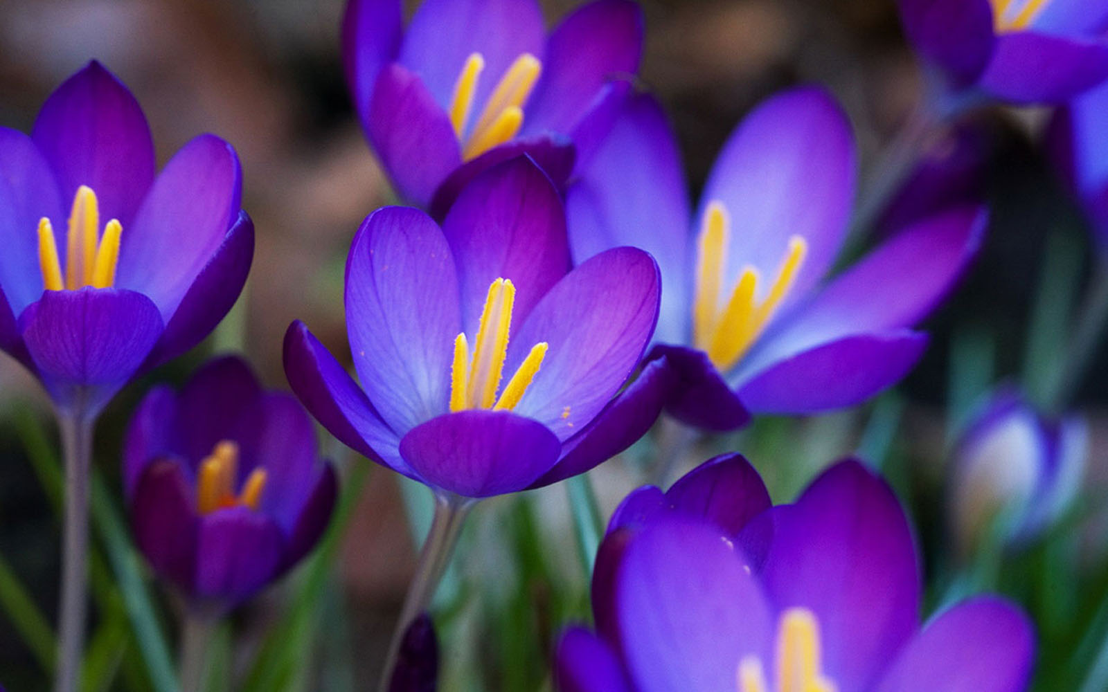 Purple Crocus Flowers Wallpapers - Amazing Picture Collection