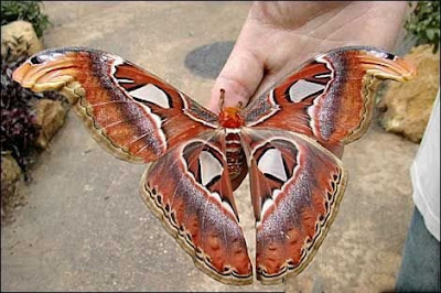 The Largest Beautiful Butterfly in The World