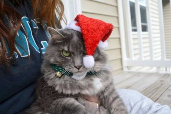 Divertidas fotos de animais de estimação que não entraram no clima do Natal