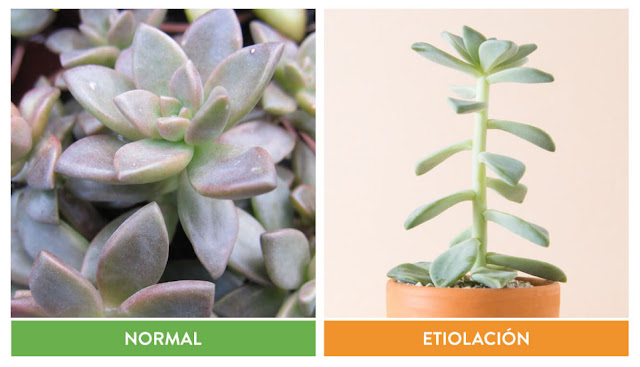 Diferencias suculenta sana y etiolada