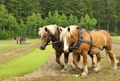 Working horse