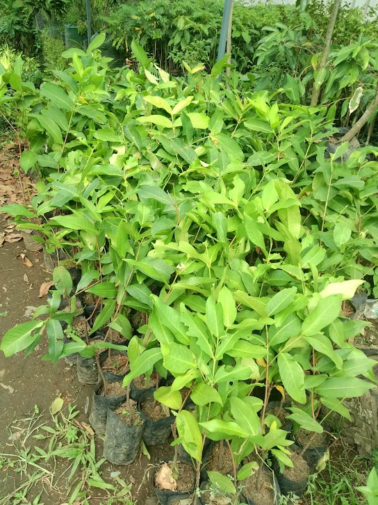 jual bibit buah jambu kingrose unggul jambi Jawa Barat