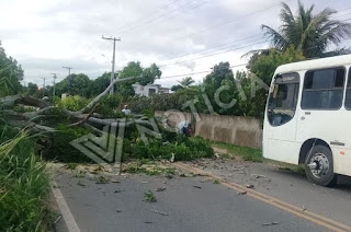 https://vnoticia.com.br/noticia/3591--rvore-infesta-por-cupins-cai-na-rj-224-em-ponto-de-cacimbas