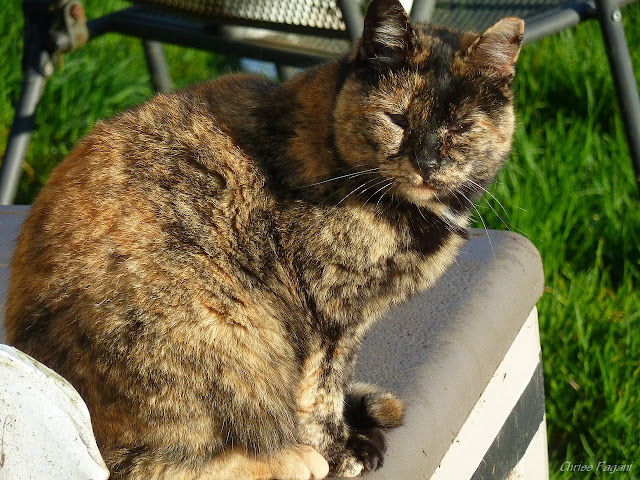 old tortie - tortoiseshell feral cat