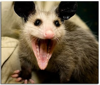 possum