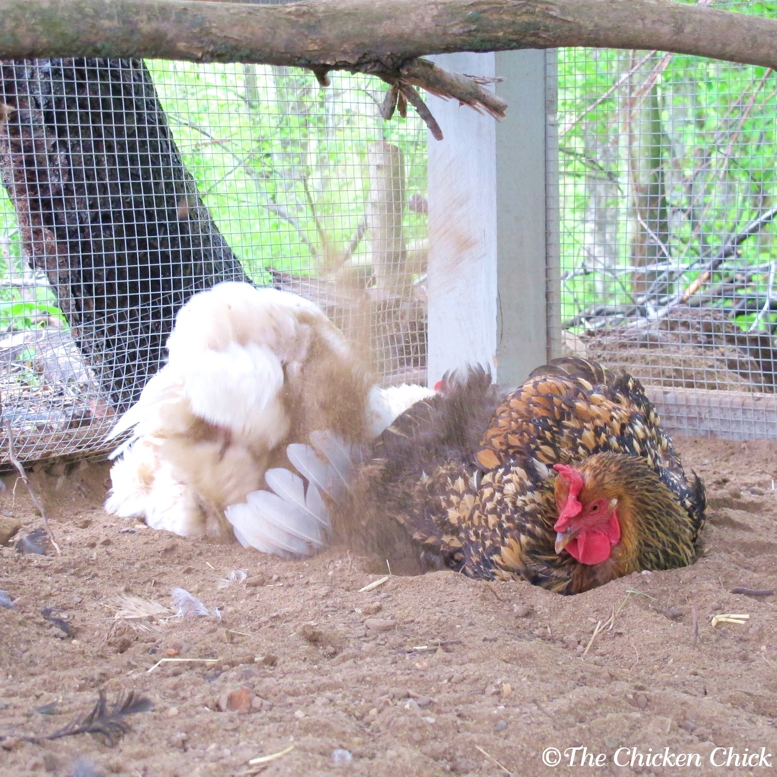 dust to a manageable level, I keep a duster inside the chicken coop ...