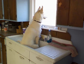 dog sitting in sink, funny animal pictures, animal pics