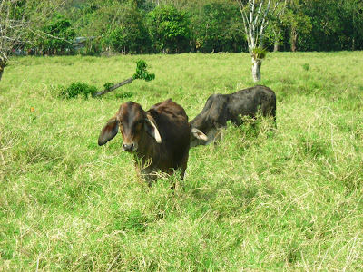 Bull, Honduras