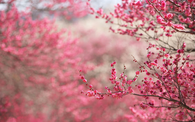 Nature 3D Cherry Blossom Wallpapers