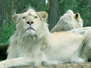 White Lion Desktop Wallpapers 2012 Download Free