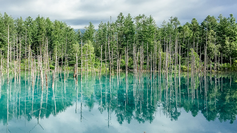 blue pond, hokkaido blue pond, blue pond hokkaido, shirogane blue pond, blue pond biei, biei blue pond, blue pond of hokkaido, blue lake hokkaido, the blue pond of hokkaido, furano hokkaido japan blue pond, blue pond hokkaido winter