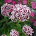 Hüsnüyusuf (Dianthus barbatus)