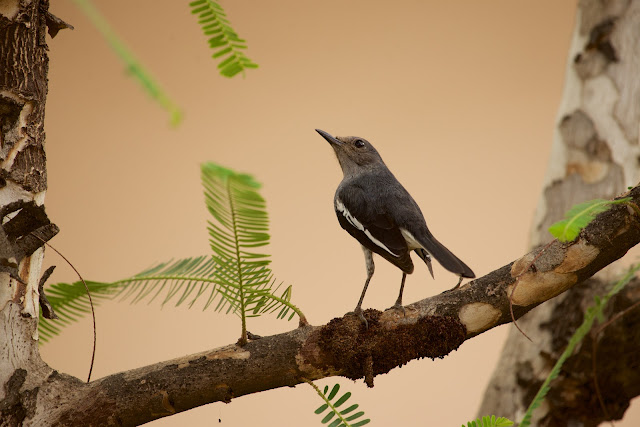 Oriental Magpie-Robin (दहियर, काली सुई चिड़िया) - Copsychus saularis - Ashutosh Jhureley