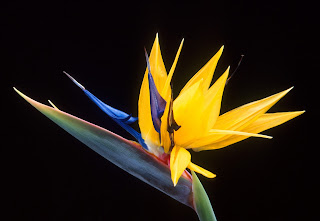 Flower of bird-of-paradise by Scott Bauer, Agricultural Research Service (ARS)