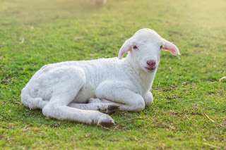 Lamb sitting on a meadow