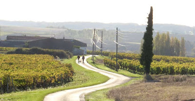 Vineyards in autumn, Charente Maritime