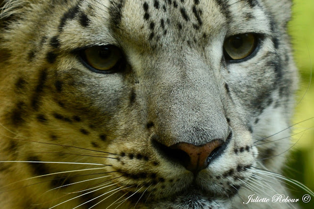 Panthère des neiges, parc zoologique