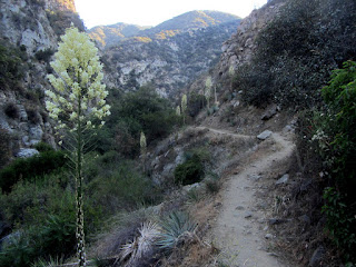 Traveling north on Fish Canyon Trail, Angeles National Forest