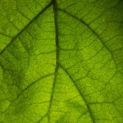 Backlit Leaf, Nauset Marsh Trail