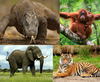 10 Hewan  Fauna Langka  Yang Dilindungi Di  Indonesia  Dan 