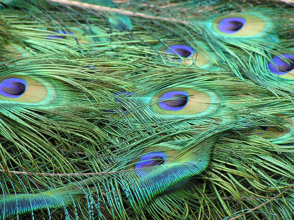 Wallpapers Peacock Feathers Wallpapers HD Wallpapers Download Free Images Wallpaper [wallpaper981.blogspot.com]