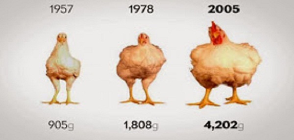 Τι μας δίνουν και τρώμε; - Η τρομακτική αλλαγή στα κοτόπουλα από το 1957 μέχρι σήμερα [βίντεο]
