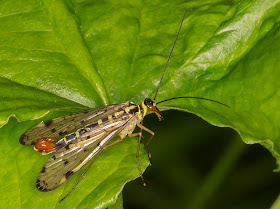 Scorpion Fly, Panorpa species.  Male.  High Elms Country Park, 26 May 2014.