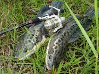 Cara Memancing Ikan Toman