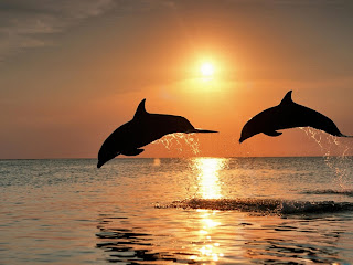 dolphins and sunset (17)