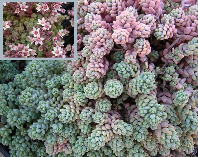 Sedum dasyphyllum