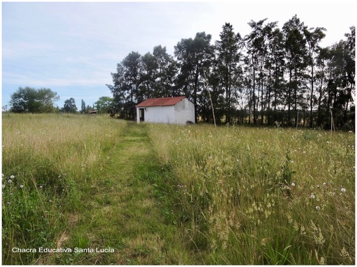 Pequeña pradera en la Chacra - Chacra Educativa Santa Lucía