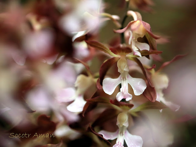 Calanthe discolor