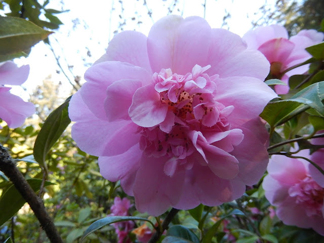 Pink Camellia, Thunder Bay 