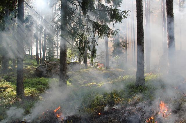 Fakta kebakaran hutan, Kebakaran Hutan Akibat El Nino