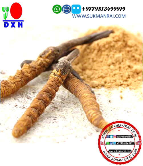 DXN Organic Cordyceps sex power Tablet