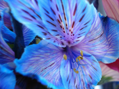 Blue Flowers