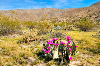 California's Wildflower Super Bloom