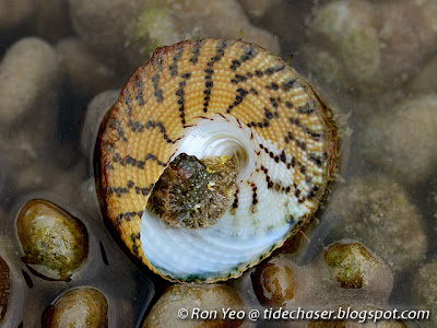 Maculated Top Shell (Trochus maculatus)