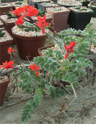 Pelargonium fulgidum