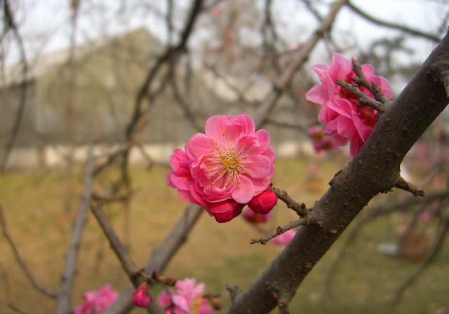 Plum Flowers